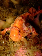 ���ޤ����衢�����ˤ⡪