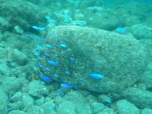 ���ӥ��饹�������