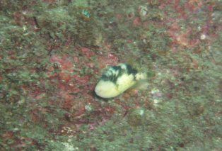 ���ޥ�󥬥��֤����