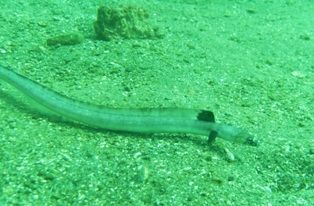 �����õ��