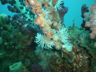 ������ӥ󥰣�