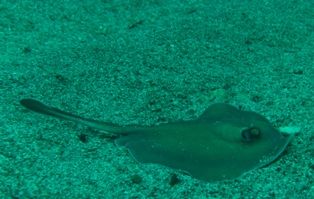 ����ʤǤ���