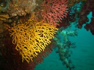 ������ӥ�