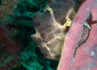 オオモンカエルアンコウ