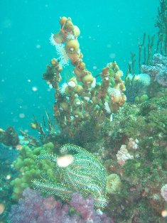 �����������Υ��եȥ�����롪