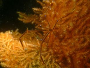 �८��饨��