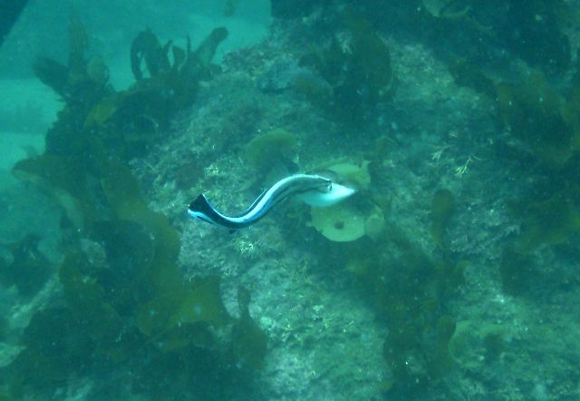 ���꡼�˥�