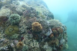 ��������뤤�Ǥ�