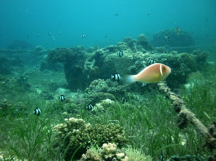 KONTIKI BEACH