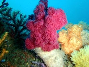 ソフトコーラル