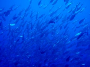 �֥롼�����ʡ�