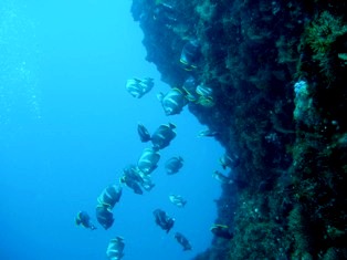 �ʥ��ޥɡ��楦����