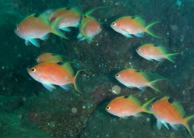 �ϥʥ����᥹