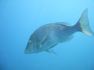 �ϥޥե��ե��Τ��зޤ���