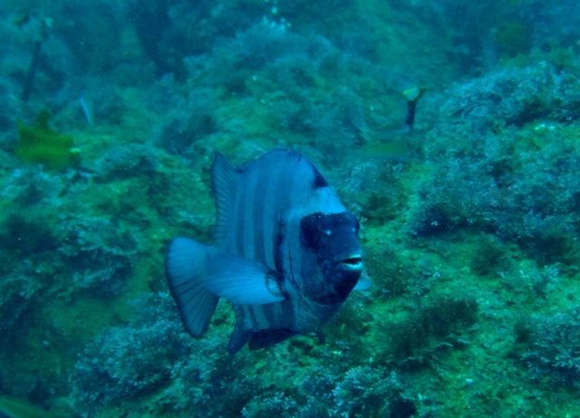 �������ӡ��� (4)