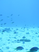 ���Ϥ����줤��