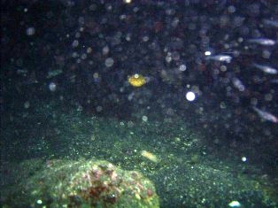 �ߥʥߥϥ��ե��ĵ���