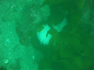 �����ꥤ���λ��ߤ�����