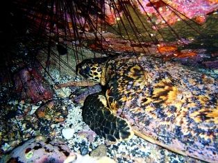 �����ѡ���