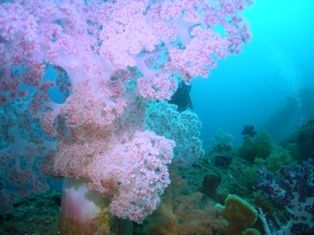 ���ߥȥ���