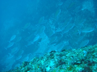 ���줬���������