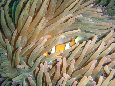 ����Ƥ�Τˡ���