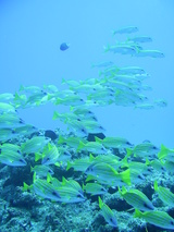 �襹���ե������Ӥä���