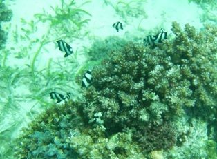 �ߥ�����奦���奦���������