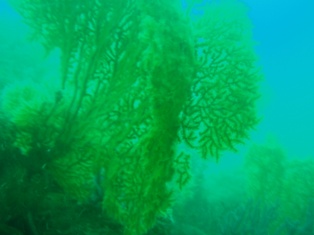 �������뤵��