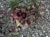 ���Ĥ��ޤ�����