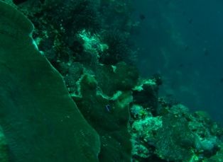 �ǥ���������