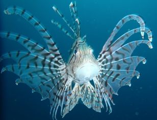 �Хǥ�����