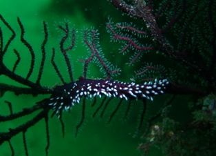 �ߥΥ��ߥ���