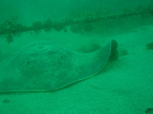 ����ȥӥ�����