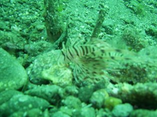 �ϥʥߥΥ��������ĵ�