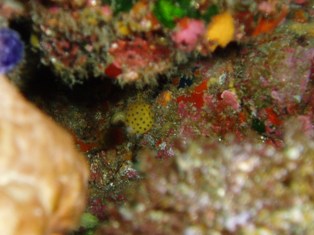 �ߥʥߥϥ��ե��ĵ�