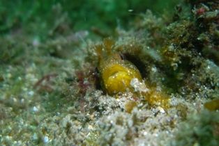 ����ݤ����