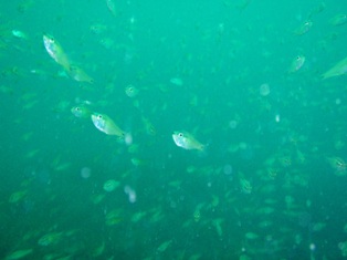 �ͥ�֥ĥ����η��졪