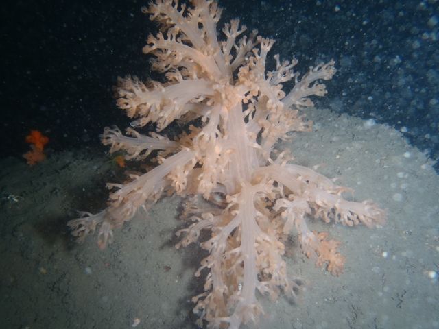 ����ͥǥ����� (4)