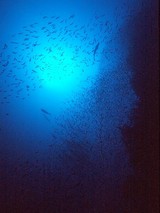 �֥롼�����쥤��