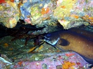 �����������ȡ�