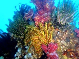 ソフトコーラル