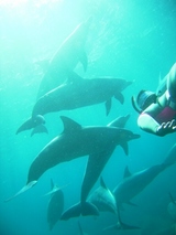 ���륫���������ޤ�����