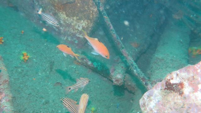 ����ܡ��� (3)