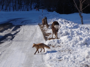 �������ĥͣ�