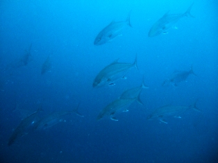 �֥롼�ʳ���