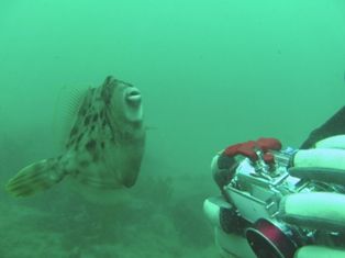 ��̣����