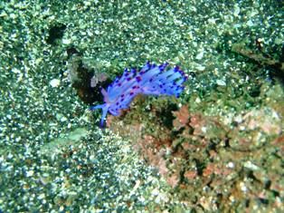 �ߥΥ��ߥ���