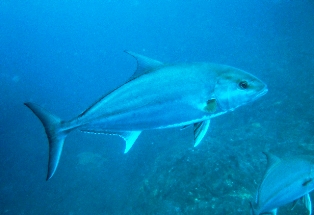 ���祫��ѥ���