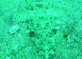 �����ͱ���